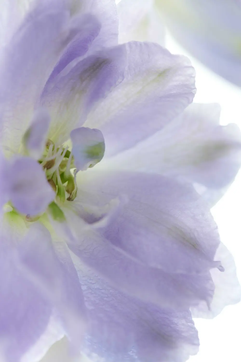Löffler Blumen