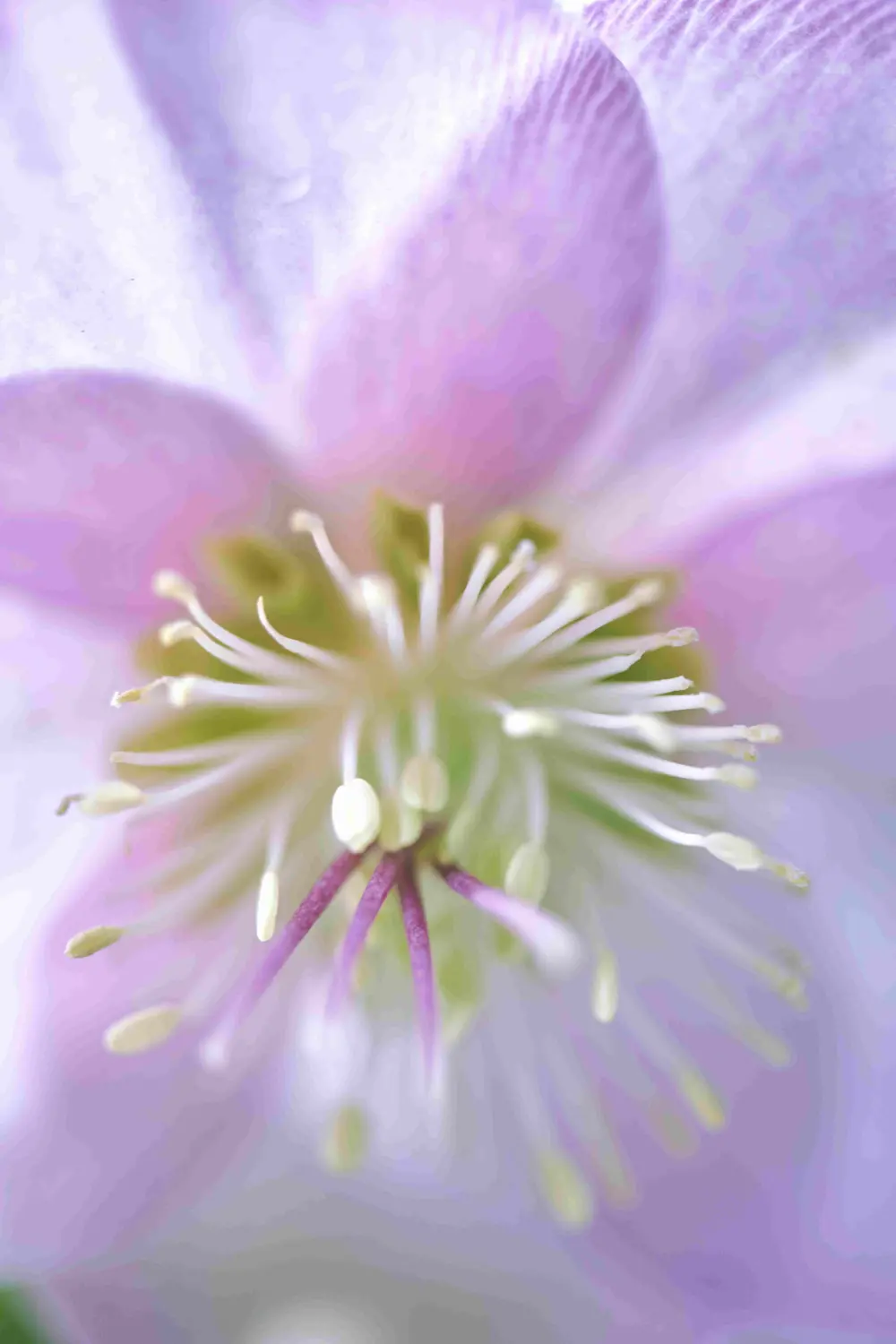 Löffler Blumen